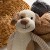 Knit Toys
